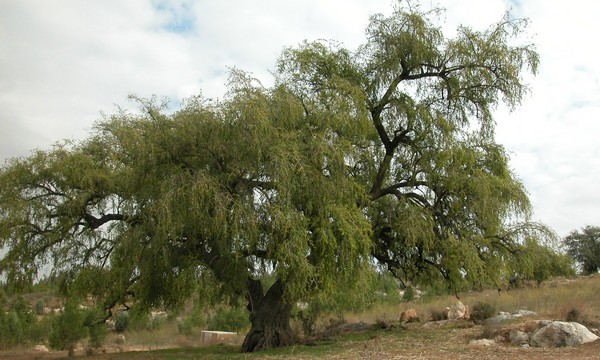 The Christ's Thorn Jujube tree. Photo: KKL-JNF Photo Archive